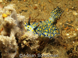 Colourful Beauty from Anilao Philippines - Olympus E-330 ... by Adrian Schokman 